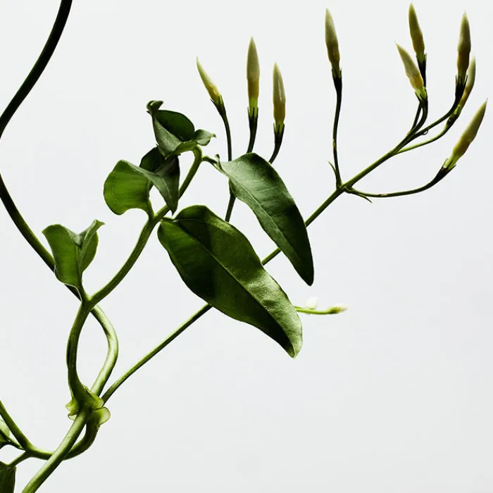 Mujer LOEWE 001 WOMAN