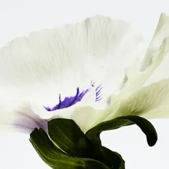 Mujer LOEWE AIRE ANTHESIS