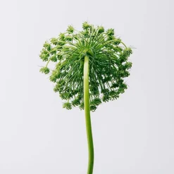 Mujer LOEWE AIRE Cofre