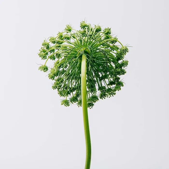 Mujer LOEWE AIRE Cofre