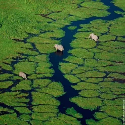 Mujer GUERLAIN Aqua Allegoria Granada Salvia