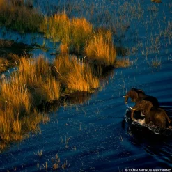 Mujer GUERLAIN Aqua Allegoria Mandarine Basilic Forte