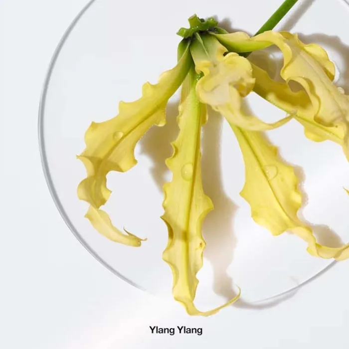 Mujer CLINIQUE Aromatics Elixir