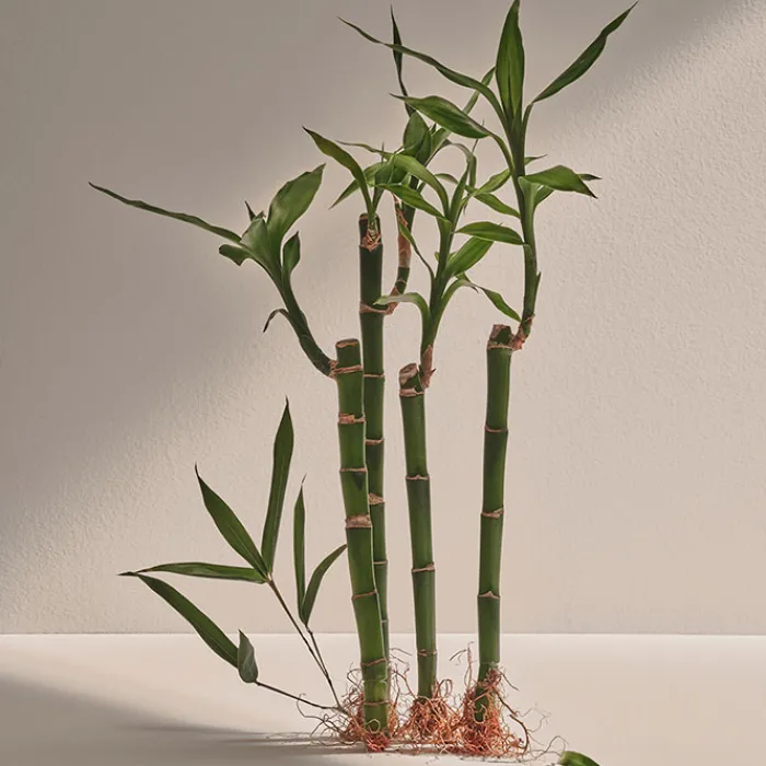 Hombre ADOLFO DOMÍNGUEZ Bambú EDP