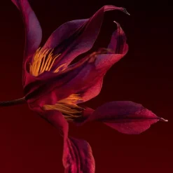 Mujer HUGO BOSS BOSS THE SCENT ELIXIR For Her