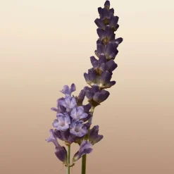 Mujer BURBERRY GODDESS