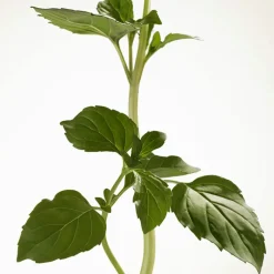 Mujer BURBERRY GODDESS INTENSE