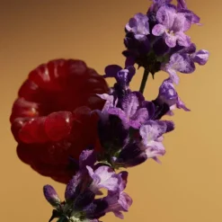 Mujer BURBERRY GODDESS PARFUM