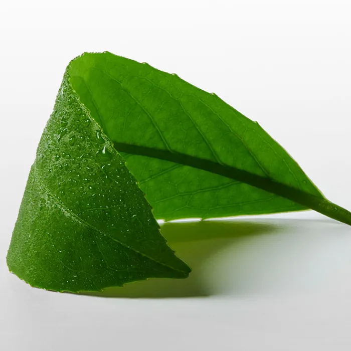 Mujer CALVIN KLEIN CK ONE ESSENCE