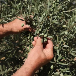 La Provençale Bio Crema Anti-Edad de Día