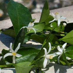 Mujer DOLCE & GABBANA DEVOTION