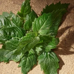 Hombre DOLCE & GABBANA DEVOTION For Men