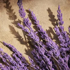 Hombre DOLCE & GABBANA DEVOTION For Men Parfum