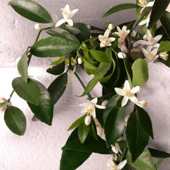 Mujer DOLCE & GABBANA DEVOTION INTENSE