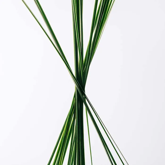 Hombre LOEWE ESENCIA Cofre