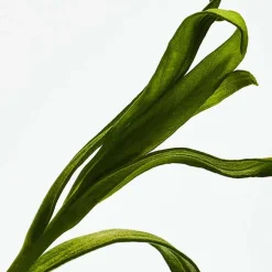 Hombre LOEWE ESENCIA EDP Cofre