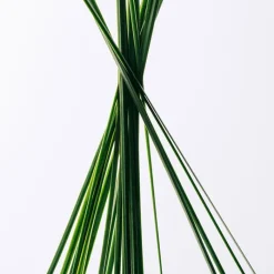 Hombre LOEWE ESENCIA EDT