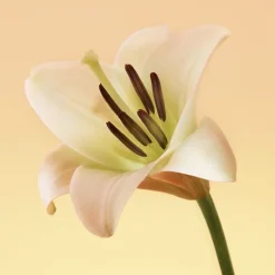 Mujer CALVIN KLEIN ETERNITY