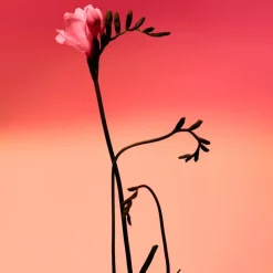 Mujer ADOLFO DOMÍNGUEZ Fresia Solar