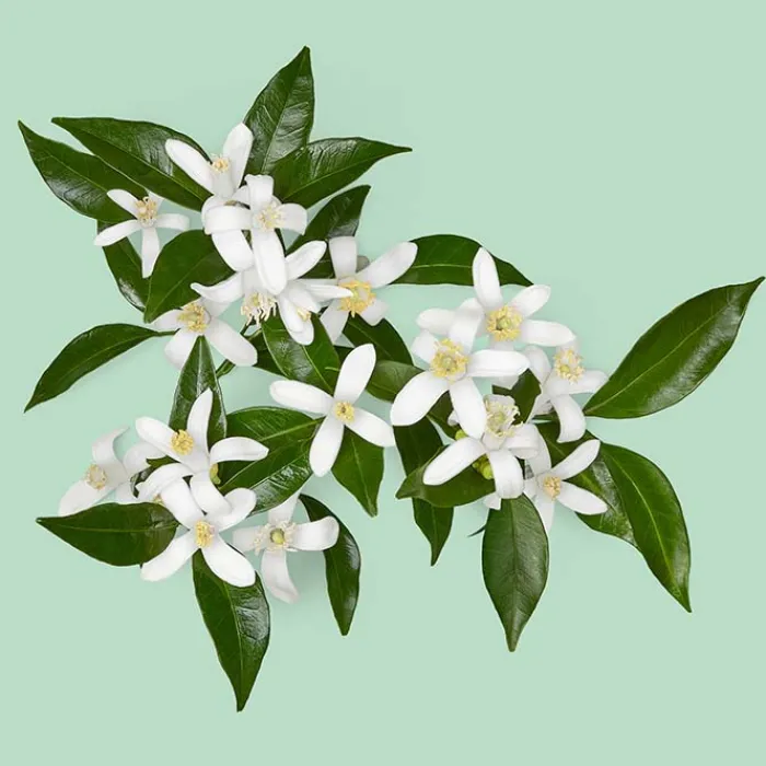 Hombre GUCCI GUILTY ESSENCE POUR HOMME