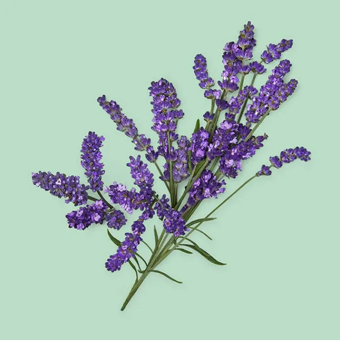 Hombre GUCCI GUILTY ESSENCE POUR HOMME