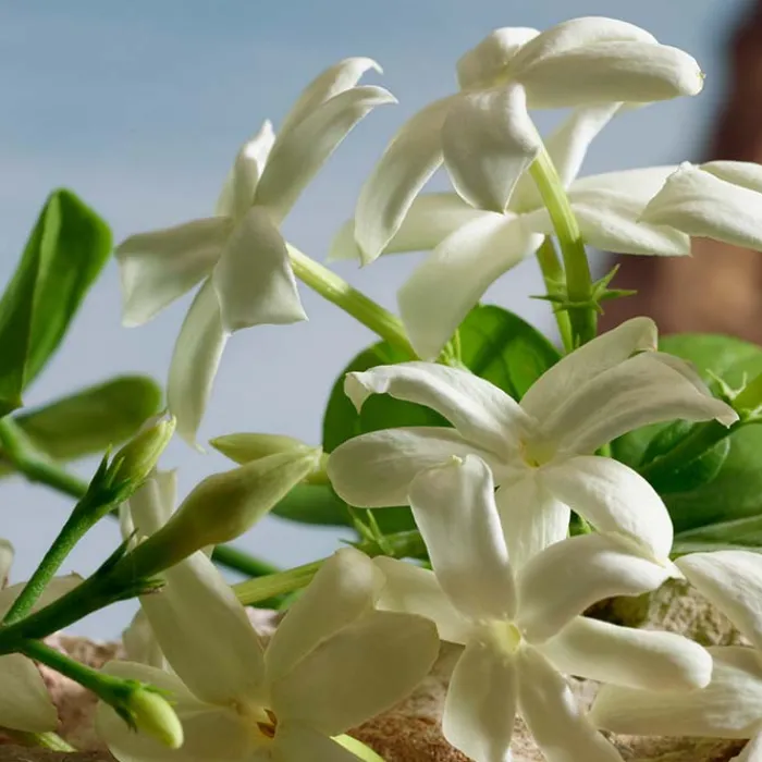 Mujer DOLCE & GABBANA Q BY PARFUM